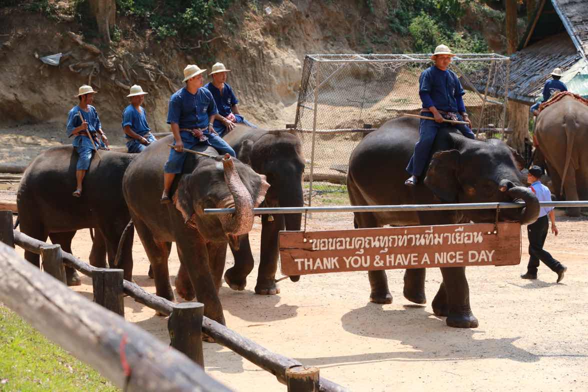 105 นายกสมาคมภริยาฯ นำคณะกรรมการสมาคมฯและผู้ร่วมโครงการ "สานรัก สานฝัน รางวัลแด่น้อง" เข้าเยี่ยมชมปางช้าง เชียงใหม่